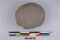 藏品(大球月蛤化石)的圖片